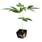 Presadnica Berry Blossom CBD