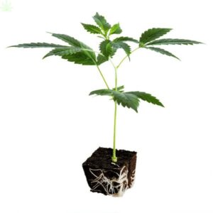 Presadnica Orange CBG