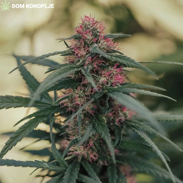 cbd presadnica,dom konoplje,zadruga dom konoplje