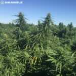 cbd presadnica,dom konoplje,zadruga dom konoplje