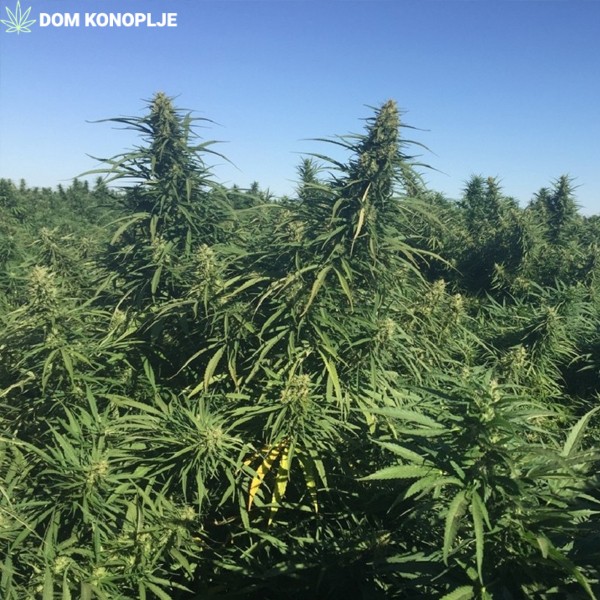 cbd presadnica,dom konoplje,zadruga dom konoplje