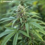 cbd presadnica,dom konoplje,zadruga dom konoplje