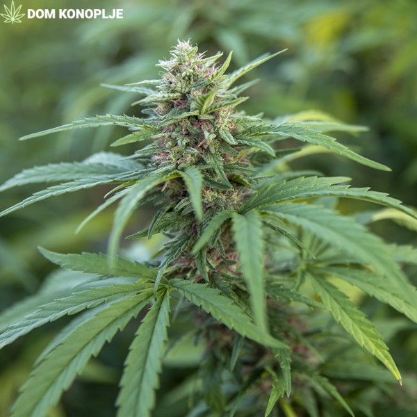 cbd presadnica,dom konoplje,zadruga dom konoplje