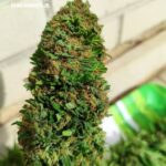 cbd presadnica,dom konoplje,zadruga dom konoplje