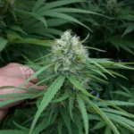 Green Spirit CBG