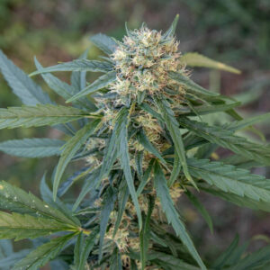OG Kush CBG