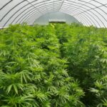 cbd presadnica,dom konoplje,zadruga dom konoplje