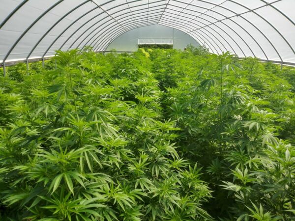 cbd presadnica,dom konoplje,zadruga dom konoplje