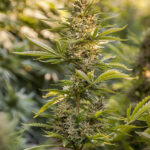 cbd sjeme,<0.2% THC