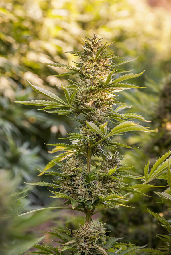 cbd sjeme,<0.2% THC