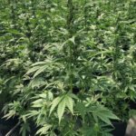 cbd sjeme,<0.2% THC