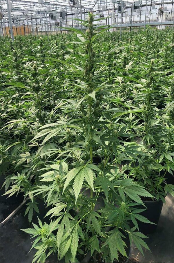 cbd sjeme,<0.2% THC