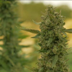 cbd sjeme,<0.2% THC