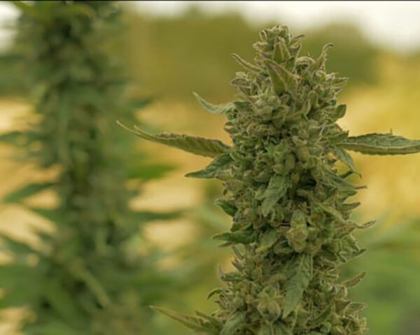cbd sjeme,<0.2% THC