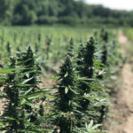 cbd sjeme,<0.2% THC