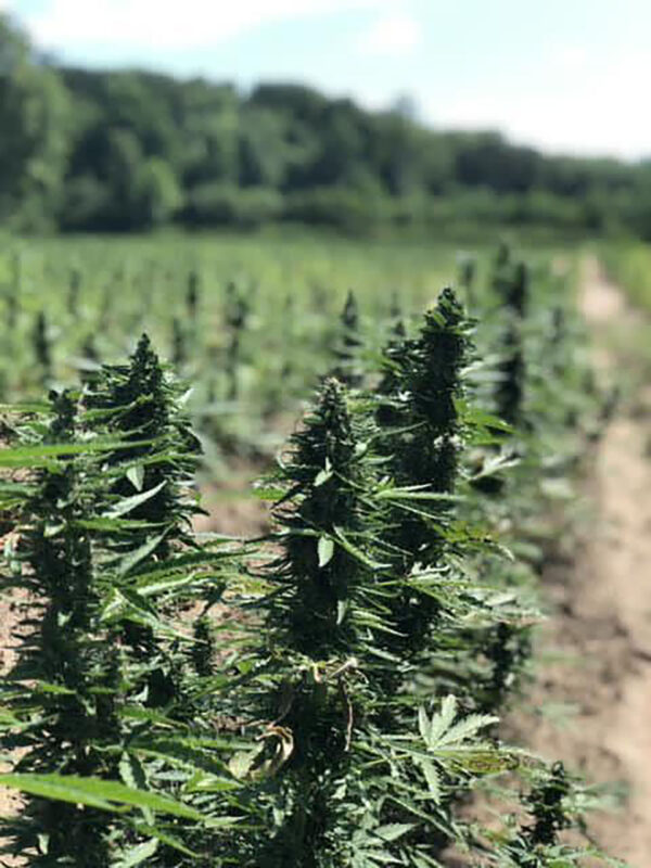 cbd sjeme,<0.2% THC