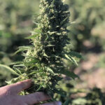 cbd sjeme,<0.2% THC