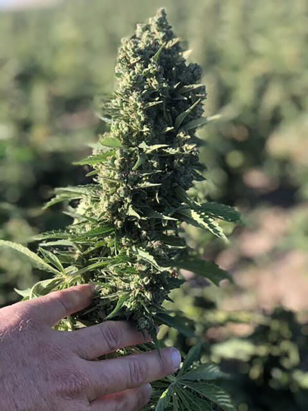 cbd sjeme,<0.2% THC