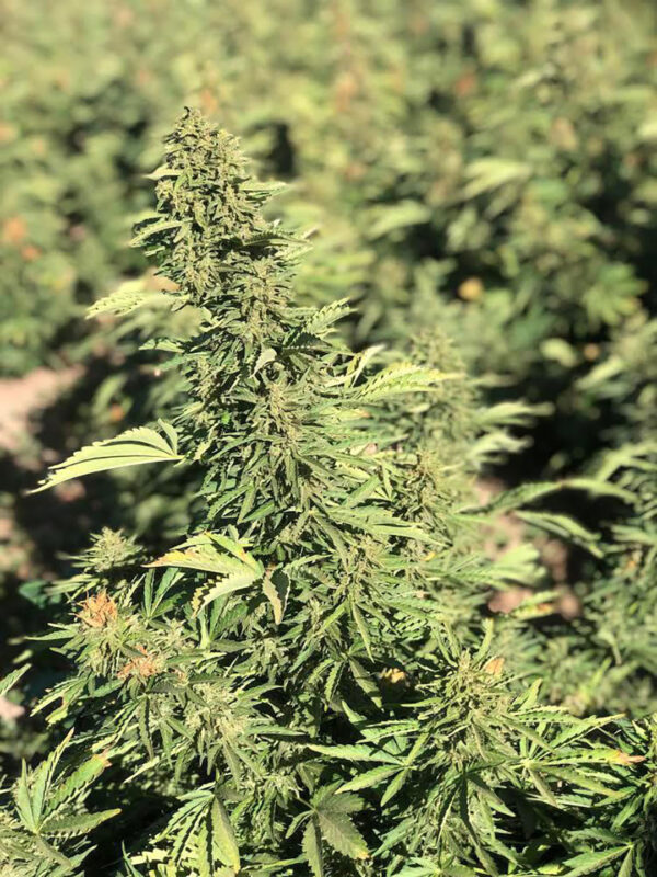 cbd sjeme,<0.2% THC