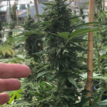 cbd sjeme,<0.2% THC