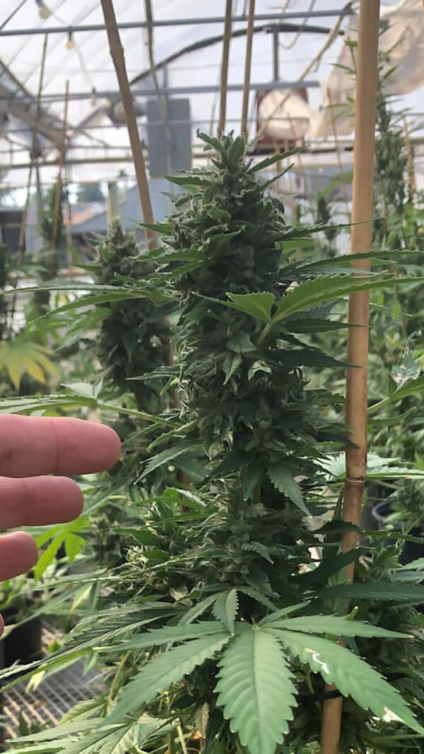 cbd sjeme,<0.2% THC