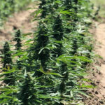 cbd sjeme,<0.2% THC