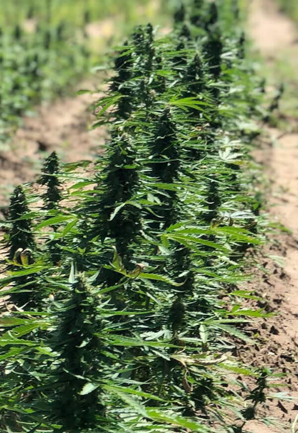 cbd sjeme,<0.2% THC