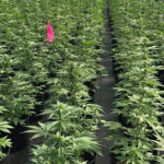 cbd sjeme,<0.2% THC