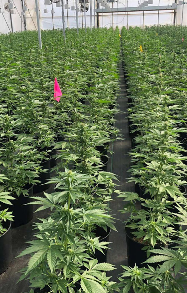 cbd sjeme,<0.2% THC