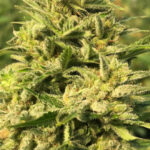 cbd sjeme,<0.2% THC
