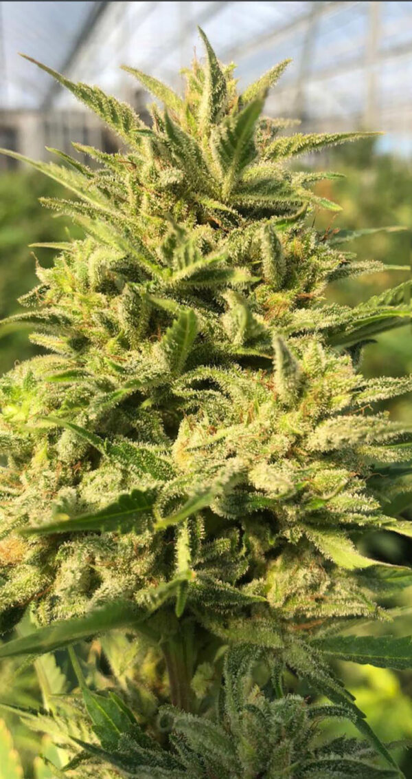 cbd sjeme,<0.2% THC