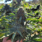 CBD sjeme,MIDWEST CBD sjeme,CBD SEEDS EUROPE