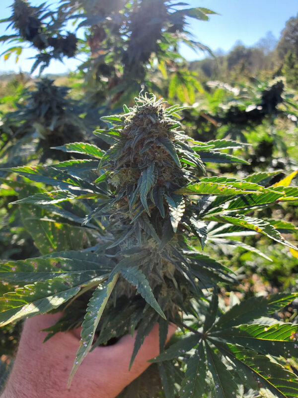 CBD sjeme,MIDWEST CBD sjeme,CBD SEEDS EUROPE