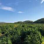 CBD sjeme,MIDWEST CBD sjeme,CBD SEEDS EUROPE