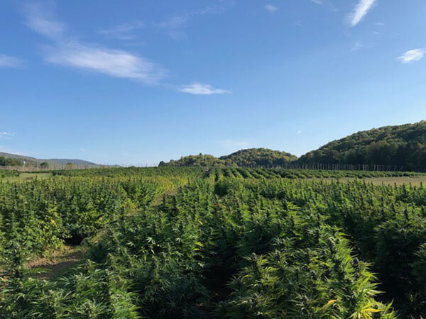 CBD sjeme,MIDWEST CBD sjeme,CBD SEEDS EUROPE