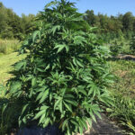 CBD sjeme,MIDWEST CBD sjeme,CBD SEEDS EUROPE