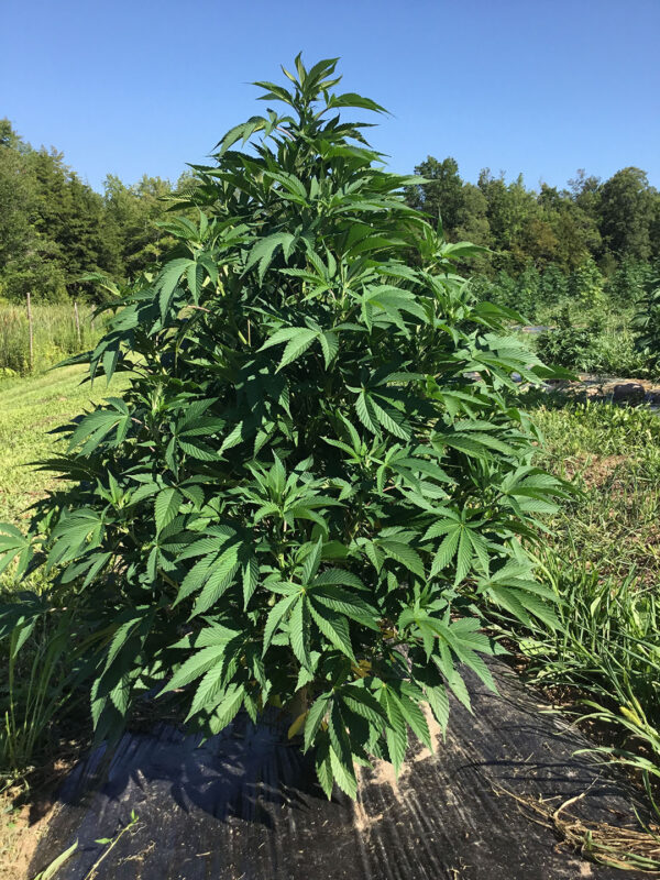 CBD sjeme,MIDWEST CBD sjeme,CBD SEEDS EUROPE