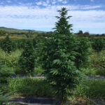 CBD sjeme,MIDWEST CBD sjeme,CBD SEEDS EUROPE