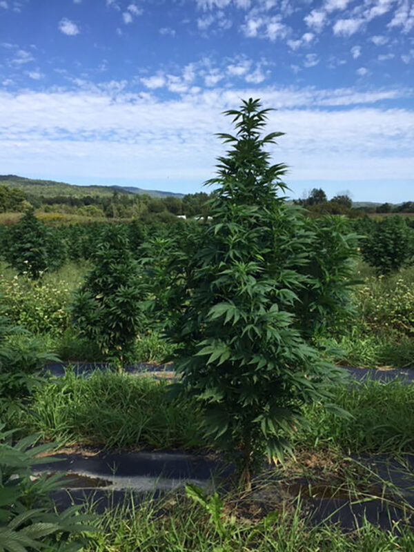 CBD sjeme,MIDWEST CBD sjeme,CBD SEEDS EUROPE