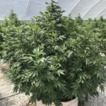 CBD sjeme,MIDWEST CBD sjeme,CBD SEEDS EUROPE