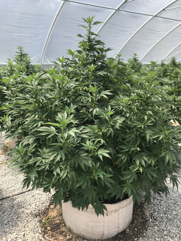 CBD sjeme,MIDWEST CBD sjeme,CBD SEEDS EUROPE