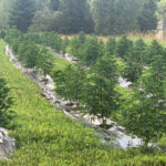 CBD sjeme,MIDWEST CBD sjeme,CBD SEEDS EUROPE