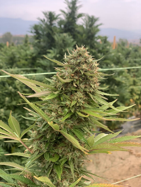 CBD sjeme,MIDWEST CBD sjeme,CBD SEEDS EUROPE
