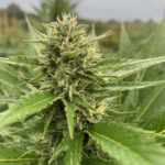 CBD sjeme,MIDWEST CBD sjeme,CBD SEEDS EUROPE