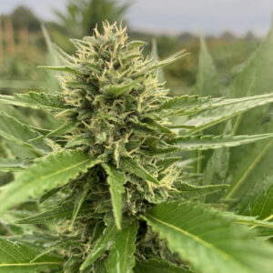 Midwest CBD