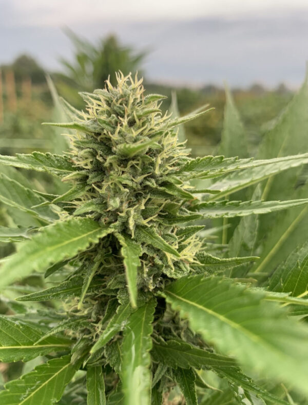 CBD sjeme,MIDWEST CBD sjeme,CBD SEEDS EUROPE