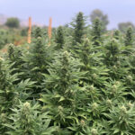 CBD sjeme,MIDWEST CBD sjeme,CBD SEEDS EUROPE