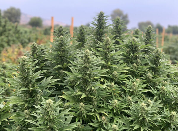 CBD sjeme,MIDWEST CBD sjeme,CBD SEEDS EUROPE