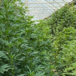 CBD sjeme,MIDWEST CBD sjeme,CBD SEEDS EUROPE
