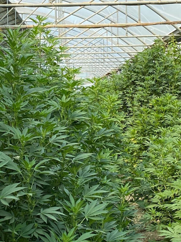 CBD sjeme,MIDWEST CBD sjeme,CBD SEEDS EUROPE